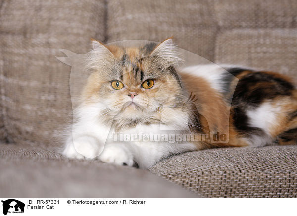 Persian Cat / RR-57331