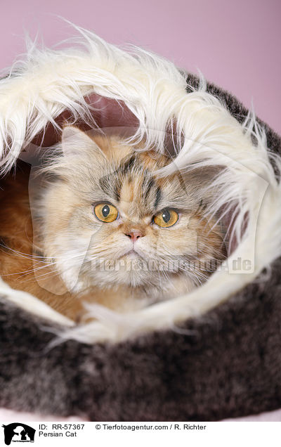 Persian Cat / RR-57367