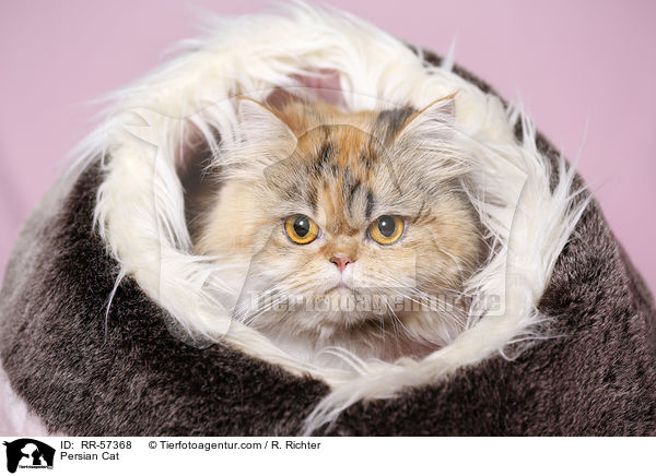 Persian Cat / RR-57368