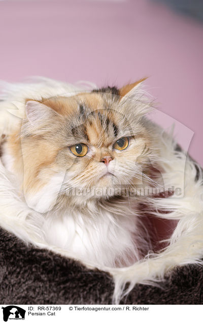 Persian Cat / RR-57369