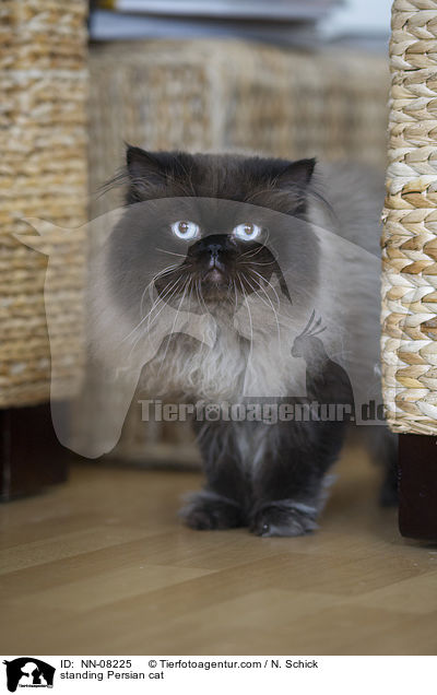 standing Persian cat / NN-08225
