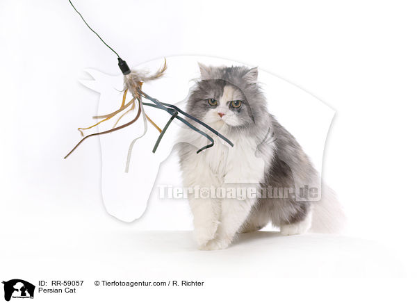 Persian Cat / RR-59057