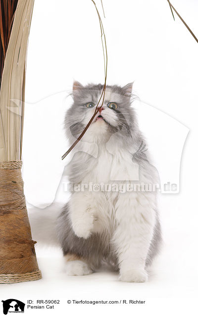 Persian Cat / RR-59062