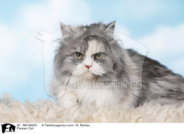 Persian Cat / RR-59063