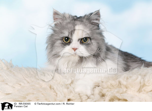 Persian Cat / RR-59065