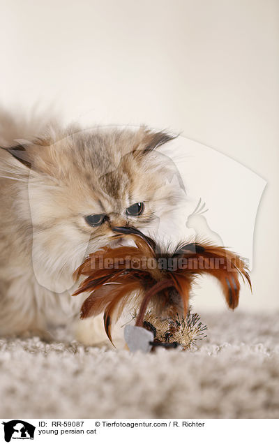 young persian cat / RR-59087