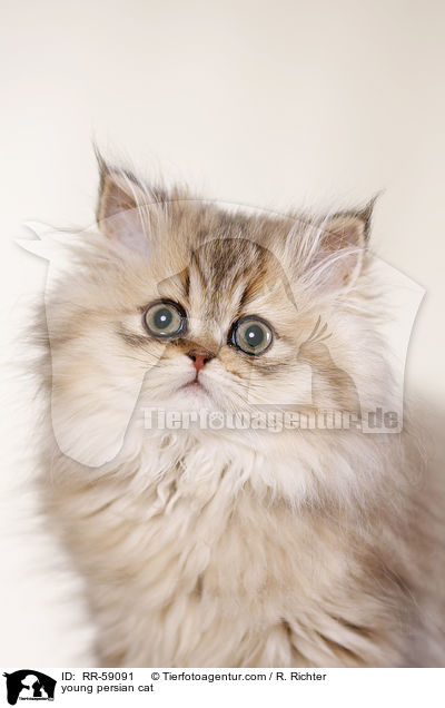 young persian cat / RR-59091