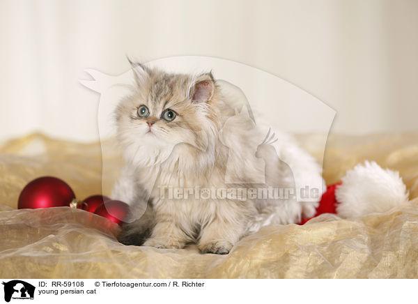 young persian cat / RR-59108