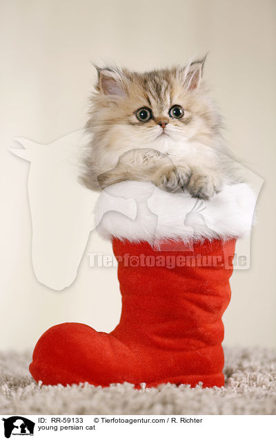 young persian cat / RR-59133