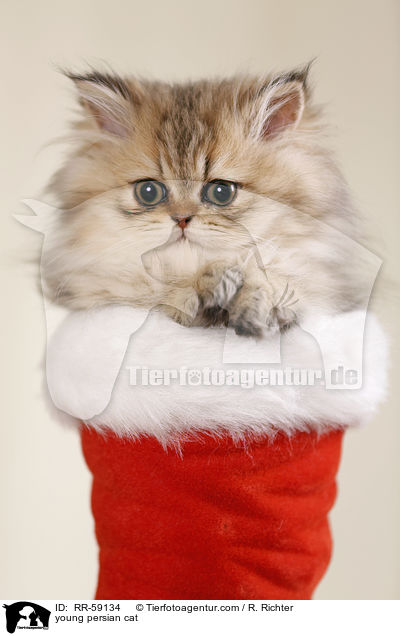 young persian cat / RR-59134