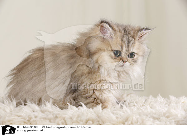 young persian cat / RR-59180
