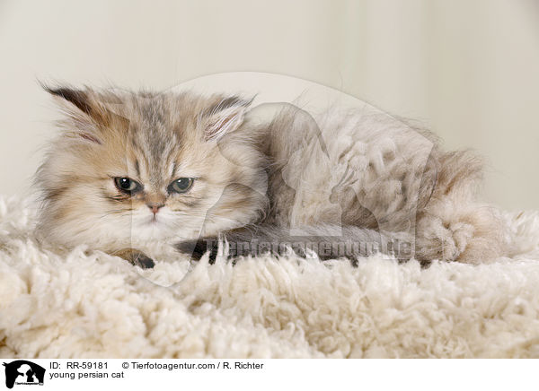 young persian cat / RR-59181