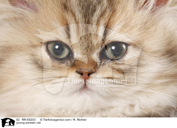 young persian cat / RR-59203