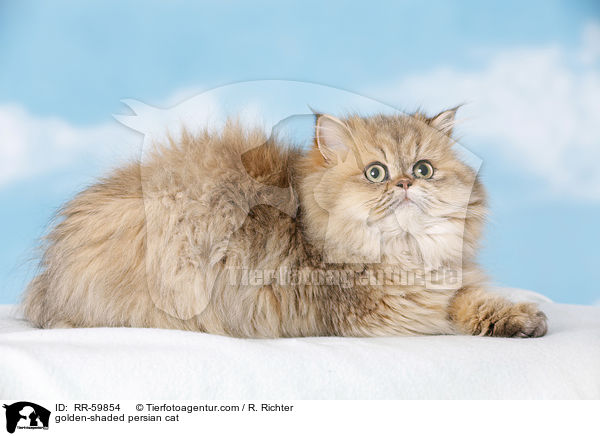 golden-shaded persian cat / RR-59854