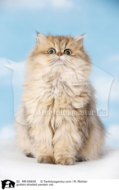 golden-shaded persian cat / RR-59856