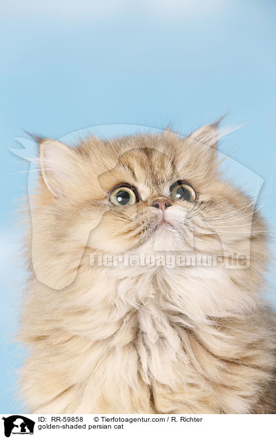 golden-shaded persian cat / RR-59858