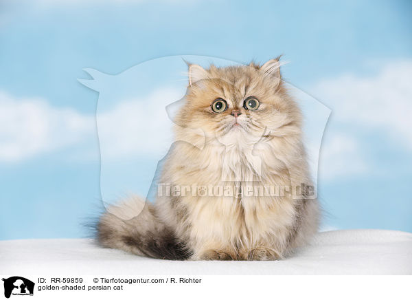 golden-shaded persian cat / RR-59859
