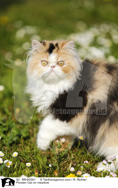 Persian Cat on meadow / RR-60061