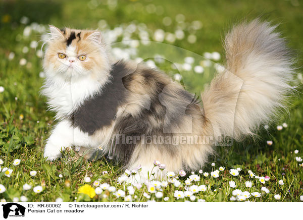 Persian Cat on meadow / RR-60062