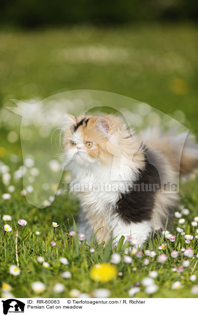 Persian Cat on meadow / RR-60063