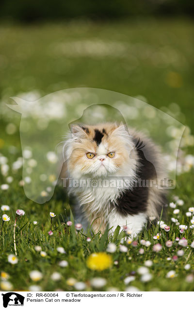 Perserkatze auf einer Blumenwiese / Persian Cat on meadow / RR-60064