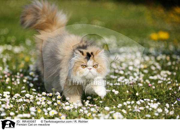 Persian Cat on meadow / RR-60067