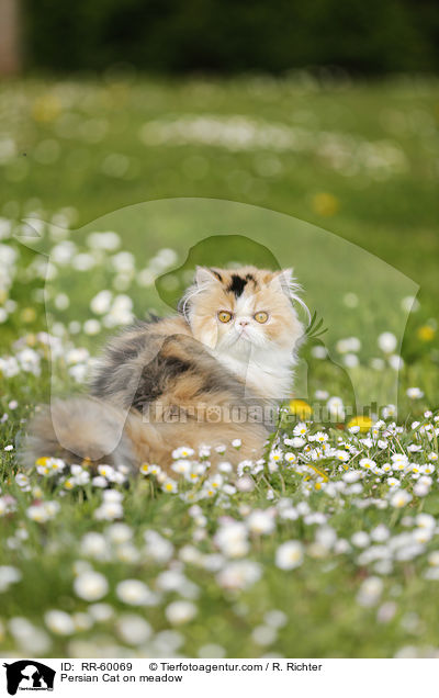 Persian Cat on meadow / RR-60069
