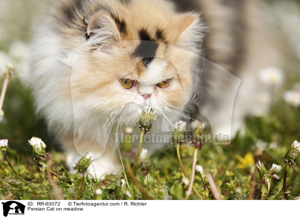 Persian Cat on meadow / RR-60072