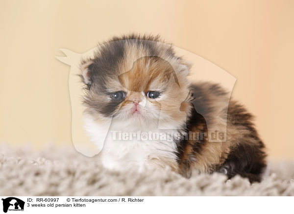 3 weeks old persian kitten / RR-60997