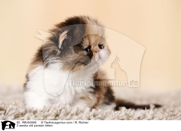 3 weeks old persian kitten / RR-60999
