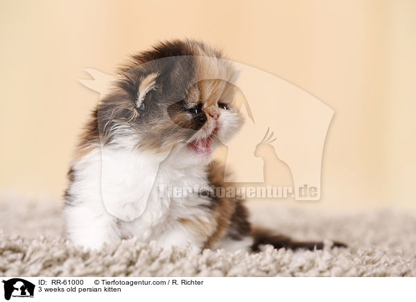 3 weeks old persian kitten / RR-61000