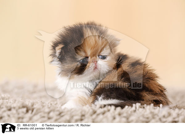 3 weeks old persian kitten / RR-61001