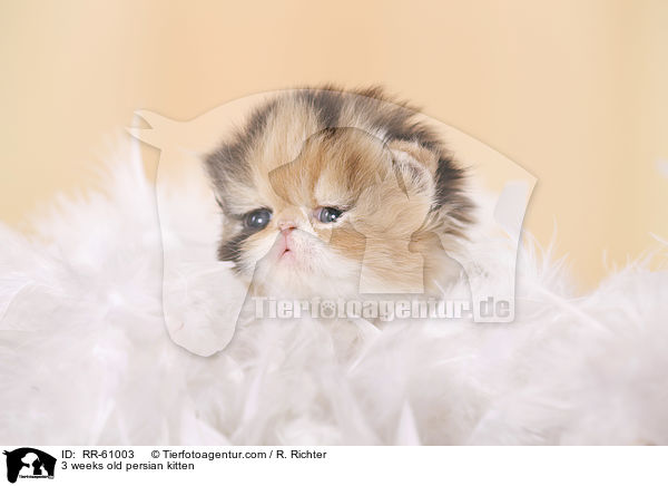 3 weeks old persian kitten / RR-61003