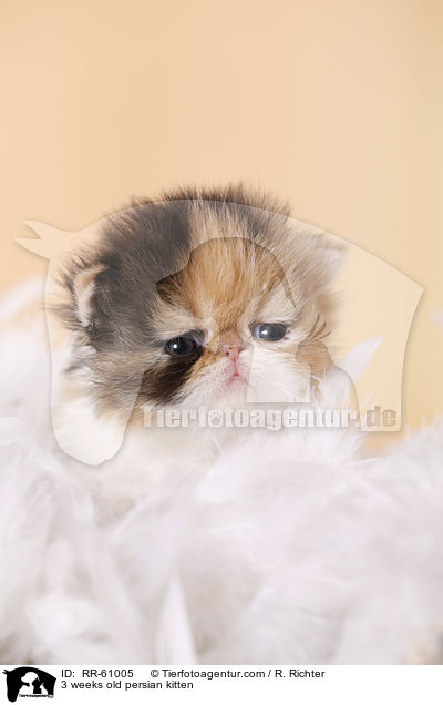 3 weeks old persian kitten / RR-61005