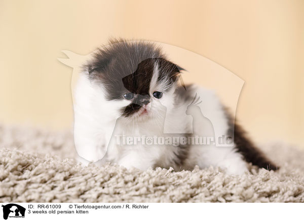 3 weeks old persian kitten / RR-61009