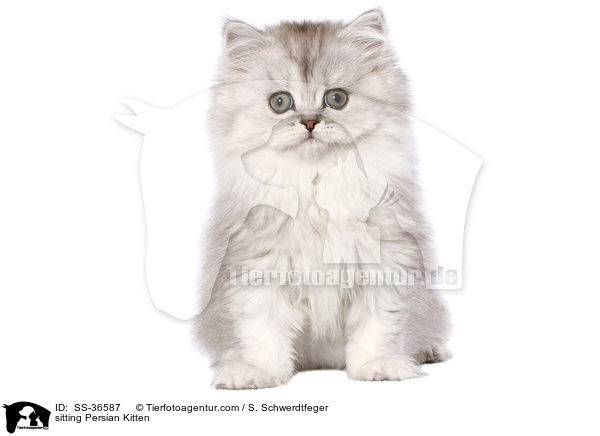 sitzendes Perser Ktzchen / sitting Persian Kitten / SS-36587