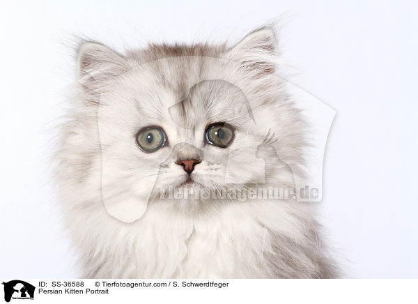 Perser Ktzchen Portrait / Persian Kitten Portrait / SS-36588