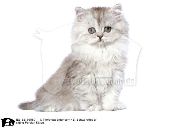 sitzendes Perser Ktzchen / sitting Persian Kitten / SS-36589