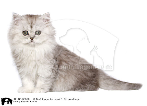 sitzendes Perser Ktzchen / sitting Persian Kitten / SS-36590