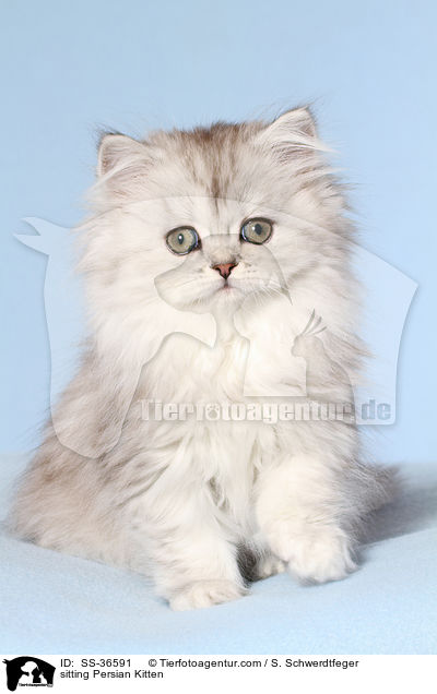 sitzendes Perser Ktzchen / sitting Persian Kitten / SS-36591