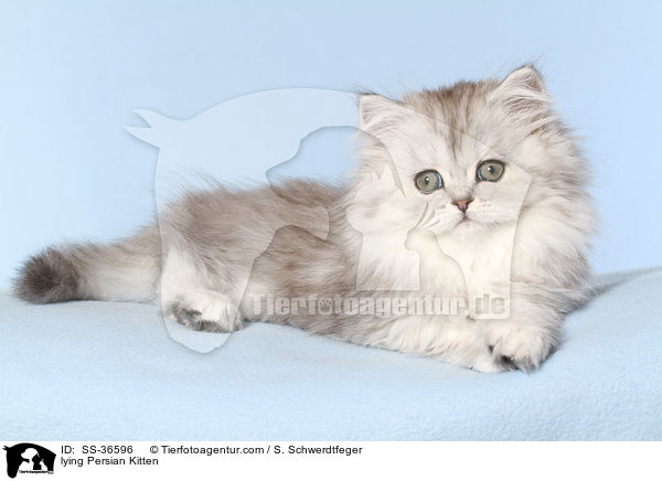 lying Persian Kitten / SS-36596