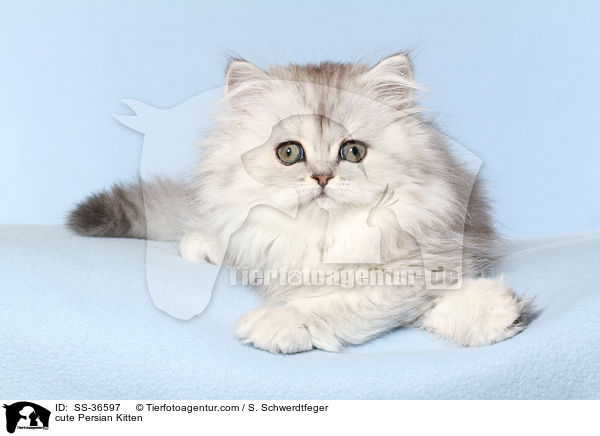 cute Persian Kitten / SS-36597