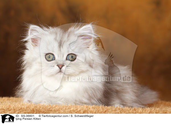 lying Persian Kitten / SS-36601