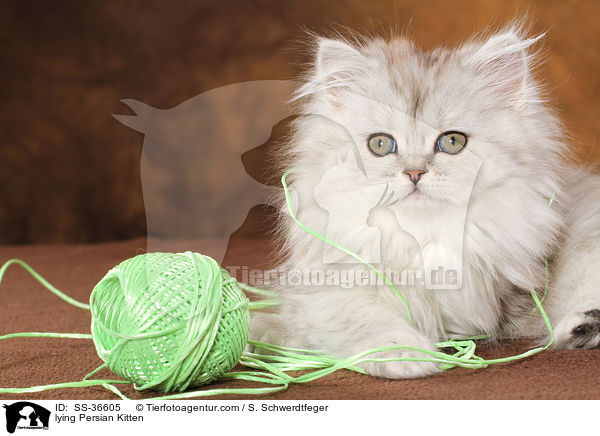 lying Persian Kitten / SS-36605