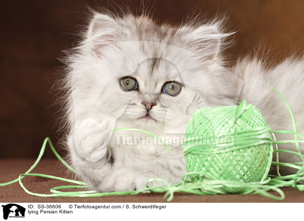 lying Persian Kitten / SS-36606