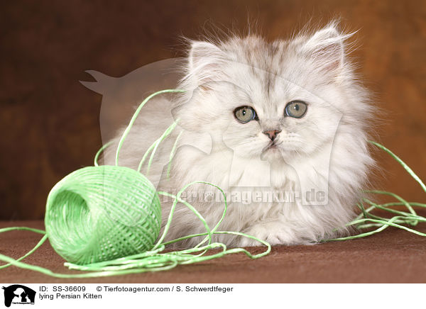 lying Persian Kitten / SS-36609