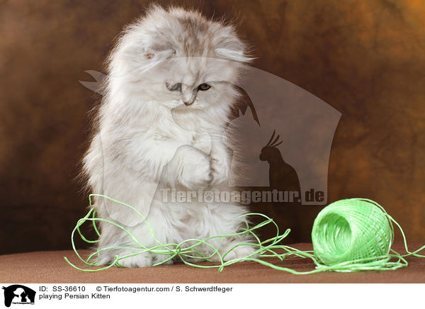 playing Persian Kitten / SS-36610