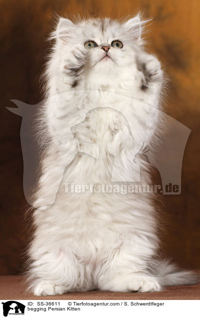 begging Persian Kitten / SS-36611