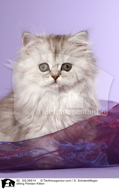 sitting Persian Kitten / SS-36614