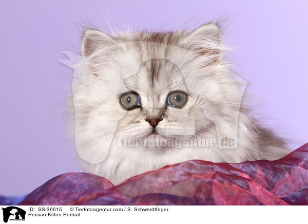 Persian Kitten Portrait / SS-36615